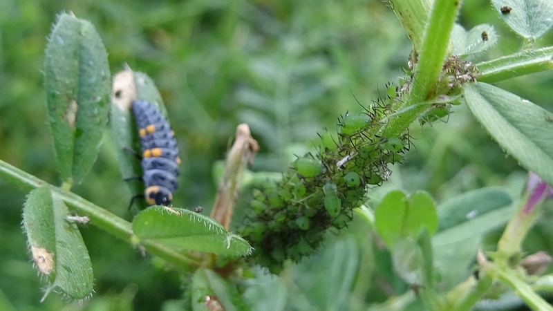 カラスノエンドウのナナホシテントウの幼虫とアブラムシ 横浜市旭区今宿南町帷子川緑道