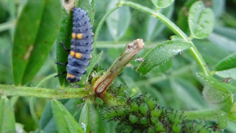 カラスノエンドウのナナホシテントウの幼虫とアブラムシ 横浜市旭区今宿南町帷子川緑道