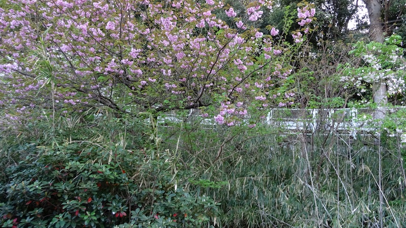 カンザンとシロタエの花 横浜市旭区今宿南町