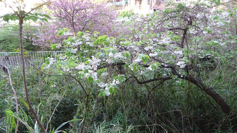 タラノキとシロタエの花 横浜市旭区今宿南町