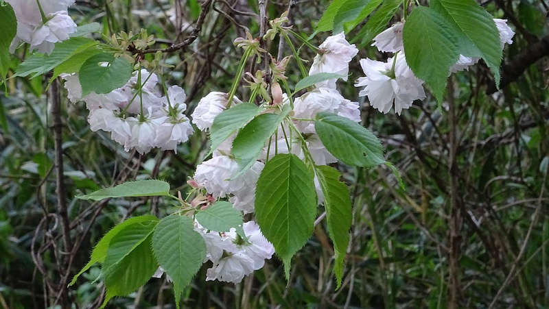 シロタエの花 横浜市旭区今宿南町