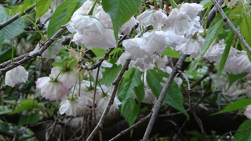 シロタエの花 横浜市旭区今宿南町