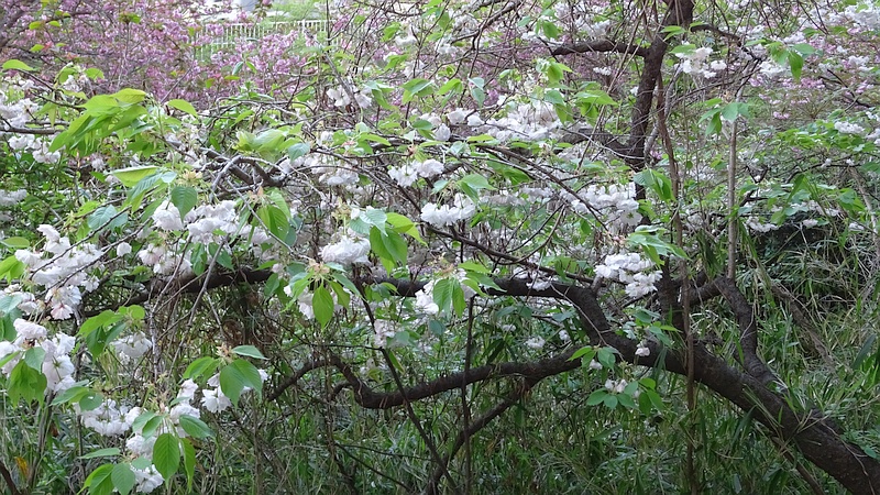 シロタエの花 横浜市旭区今宿南町