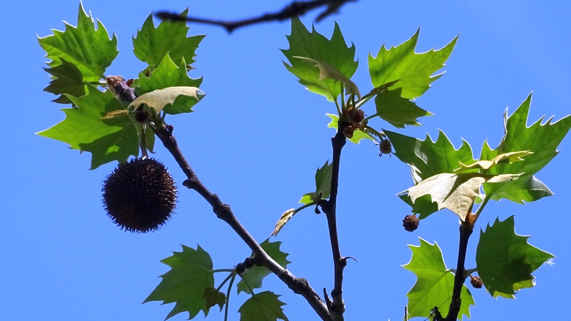 モミジバスズカケノキの果実 横浜市旭区今宿南町