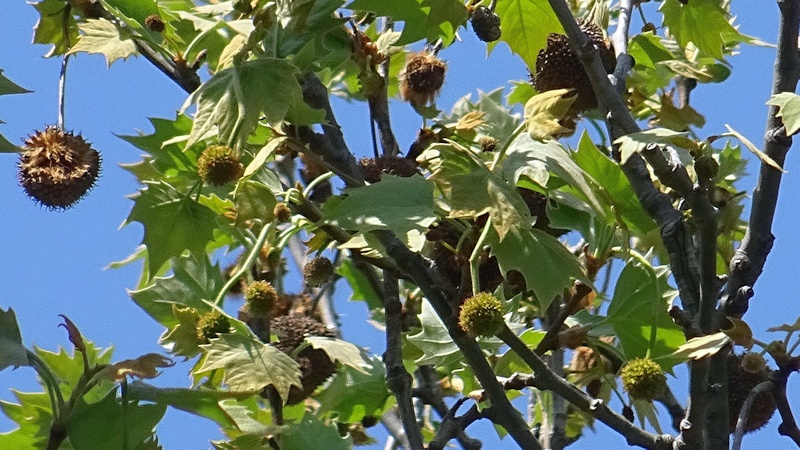 モミジバスズカケノキの果実 横浜市旭区今宿南町