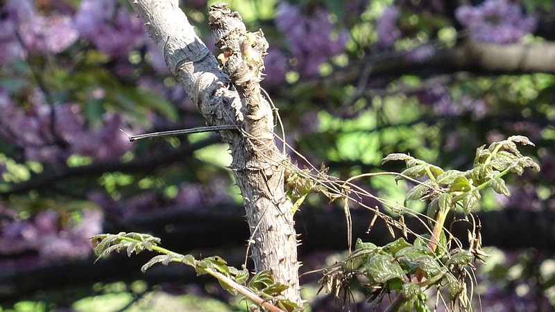 タラノキの芽吹き 横浜市旭区今宿南町