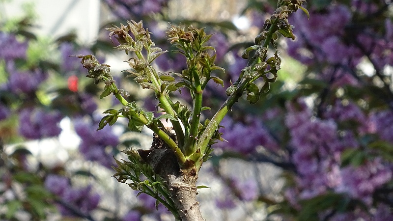 タラノキの芽吹き 横浜市旭区今宿南町