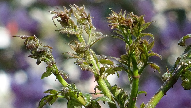 タラノキの芽吹き 横浜市旭区今宿南町
