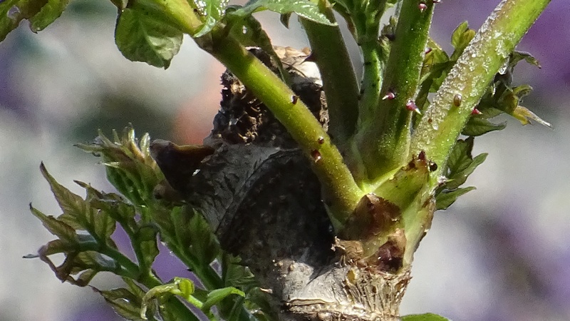 タラノキの芽吹き 横浜市旭区今宿南町