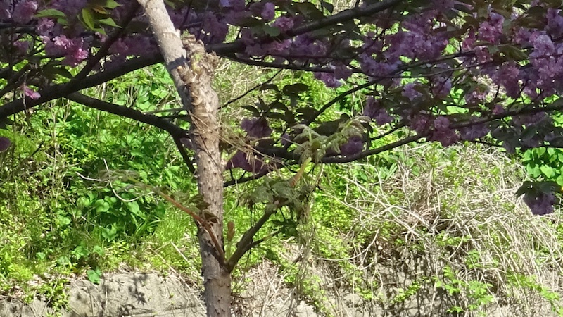 タラノキの芽