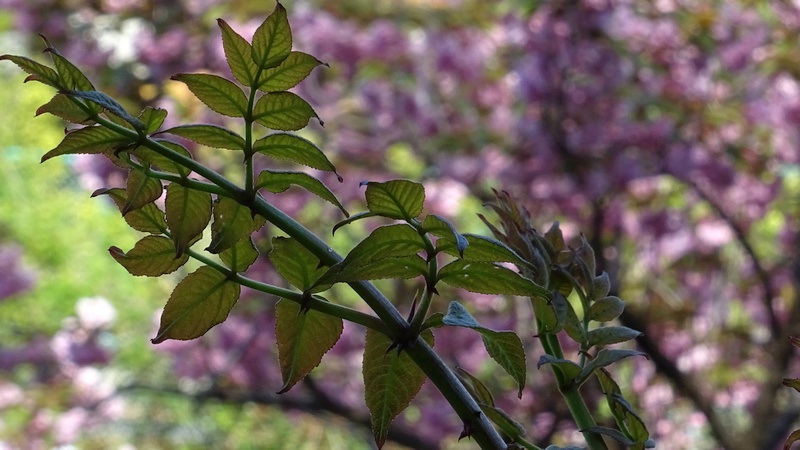 タラノキの芽吹き 横浜市旭区今宿南町