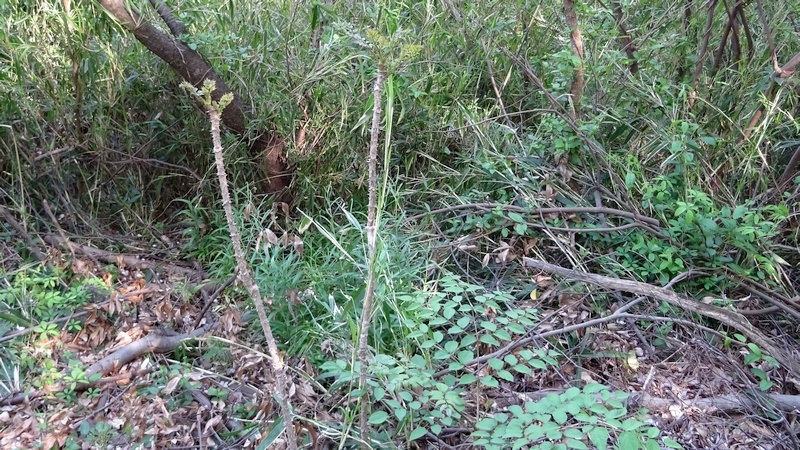 タラノキの芽吹き 横浜市旭区今宿南町