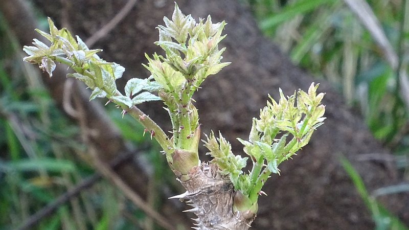 タラノキの芽吹き 横浜市旭区今宿南町