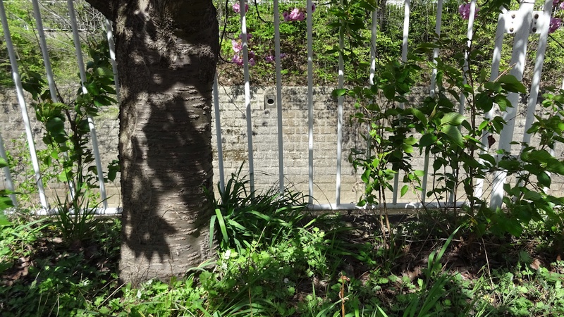 カンザンのオオシマザクラのひこばえ 横浜市旭区今宿南町