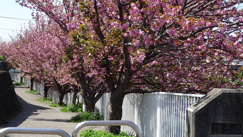 カンザンの花 横浜市旭区今宿南町