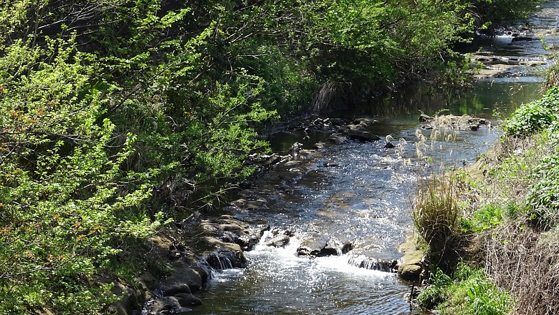 帷子川のクワとタチヤナギ 横浜市旭区今宿南町