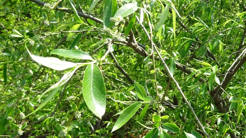 タチヤナギの雌花 横浜市旭区今宿南町