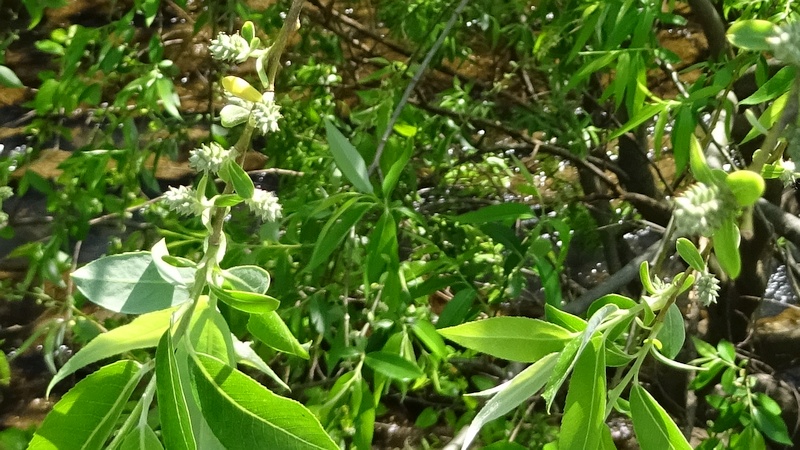 タチヤナギの雌花 横浜市旭区今宿南町