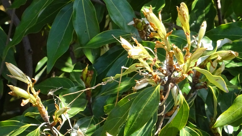 シロダモの芽吹き 横浜市旭区今宿南町