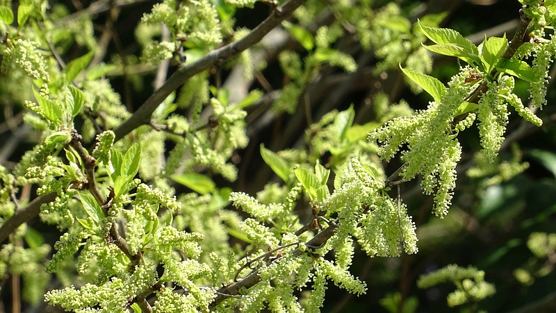 クワの雄花 横浜市旭区今宿南町