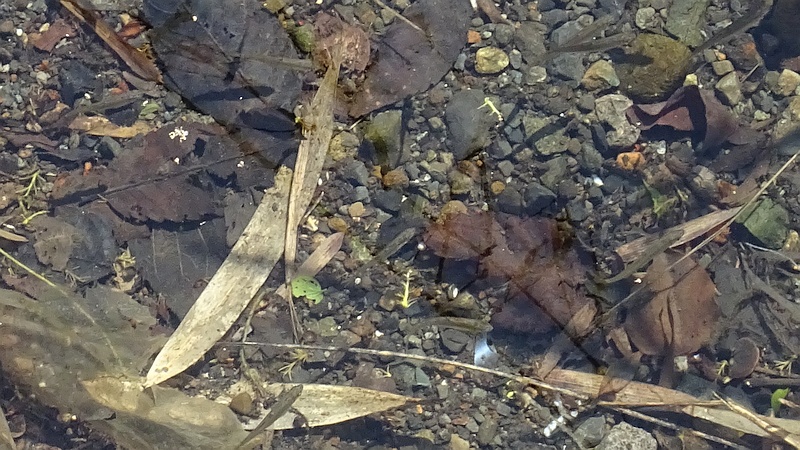 アブラハヤの稚魚 横浜市旭区今宿西町