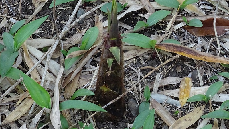 モウソウチク 横浜市旭区今宿南町