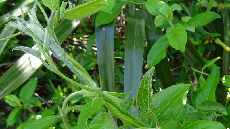 センニンソウ 横浜市旭区今宿南町