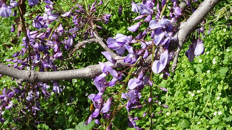 フジの花 横浜市旭区都岡町