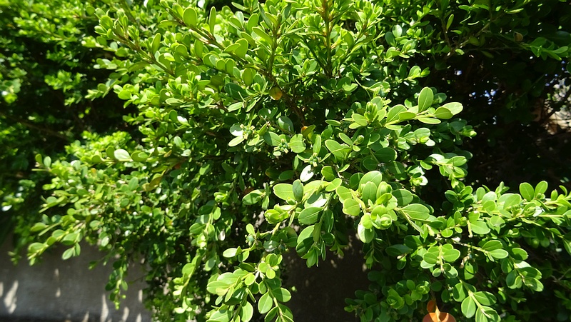 ツゲの花 横浜市旭区都岡町