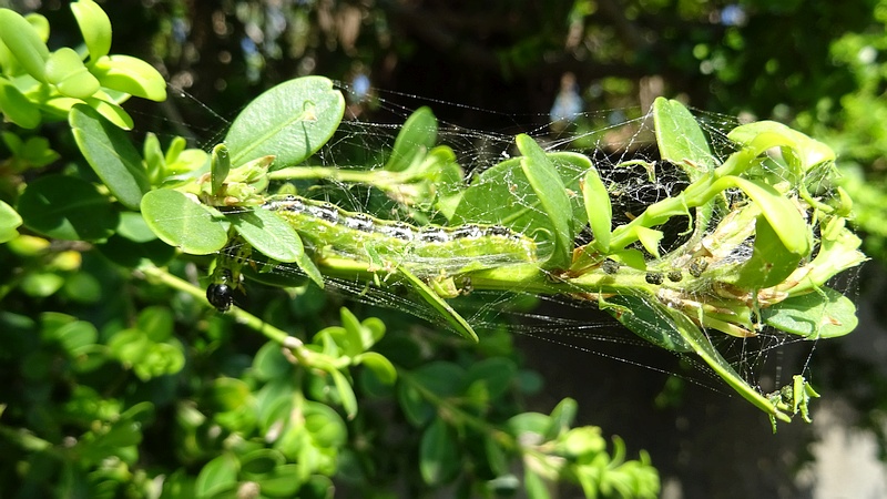 ツゲノメイガの幼虫 横浜市旭区都岡町