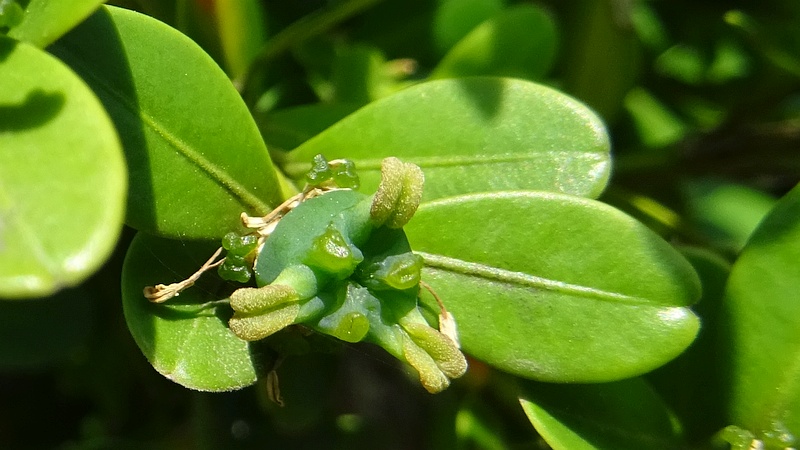 ツゲの花 横浜市旭区都岡町