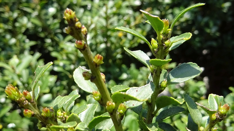 イヌツゲの蕾 横浜市旭区都岡町