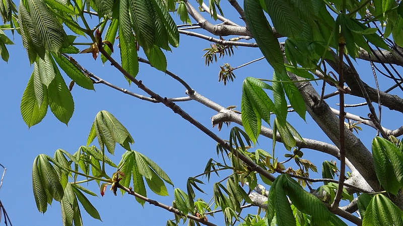 トチノキの蕾 横浜市旭区都岡町