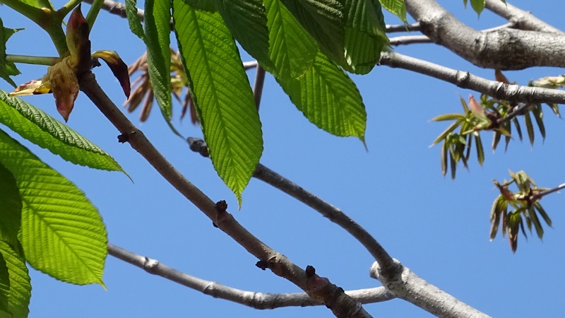 トチノキの蕾 横浜市旭区都岡町