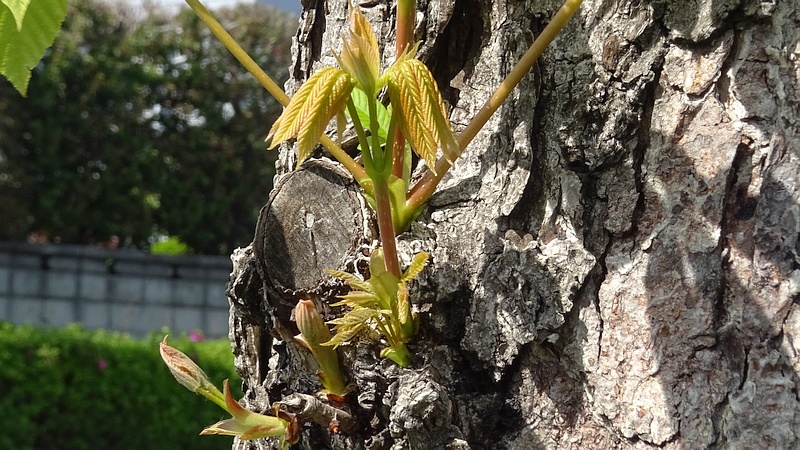 トチノキの芽吹き 横浜市旭区都岡町