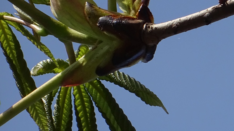 トチノキの芽吹き 横浜市旭区都岡町