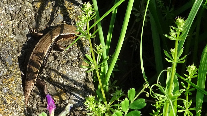 ニホントカゲ 横浜市旭区今宿南町