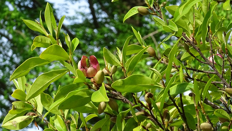 カラタネオガタマの花 川崎市幸区創造のもり