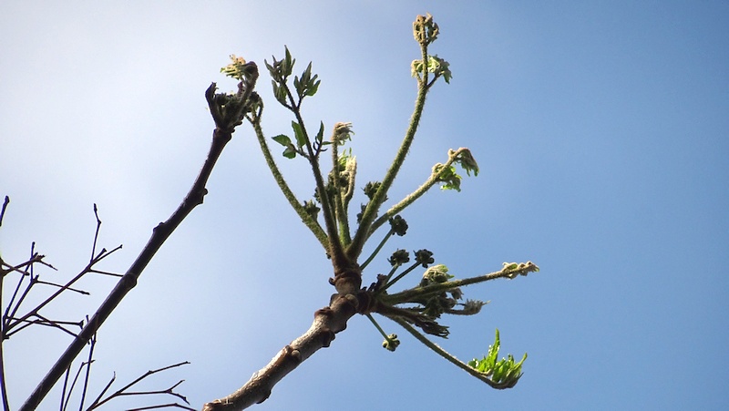 センダンの芽吹き 川崎市幸区さいわいふるさと公園