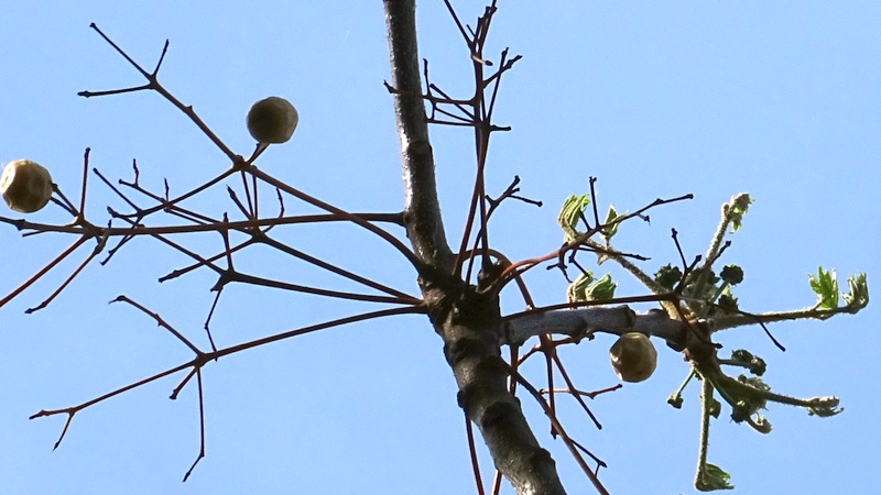 センダンの芽吹き 川崎市幸区さいわいふるさと公園