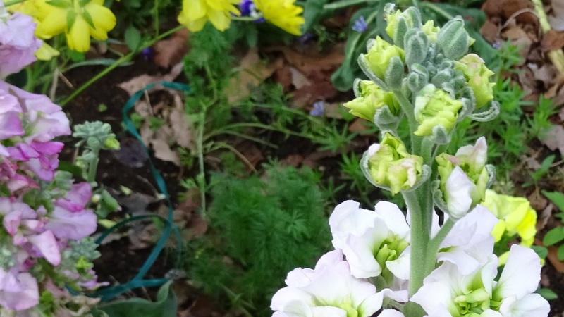 キンギョソウの花 川崎市幸区さいわいふるさと公園