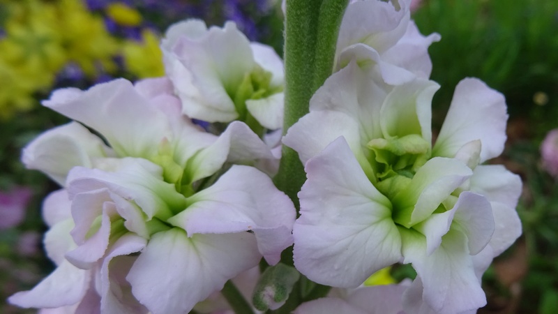 キンギョソウの花 川崎市幸区さいわいふるさと公園