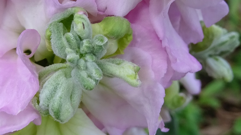 キンギョソウの花 川崎市幸区さいわいふるさと公園