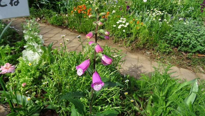 ジギタリスの花 川崎市幸区さいわいふるさと公園