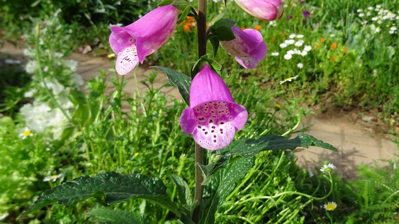ジギタリスの花 川崎市幸区さいわいふるさと公園