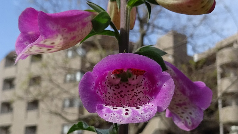 ジギタリスの花 川崎市幸区さいわいふるさと公園
