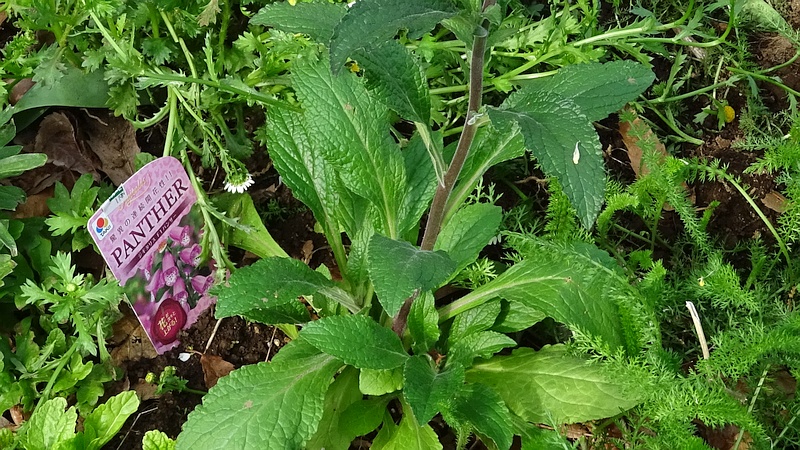 ジギタリスの花 川崎市幸区さいわいふるさと公園