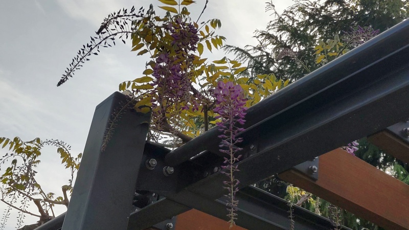 フジの花 川崎市幸区さいわいふるさと公園