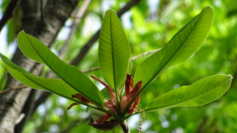 ホオノキの芽吹き 川崎市幸区さいわいふるさと公園