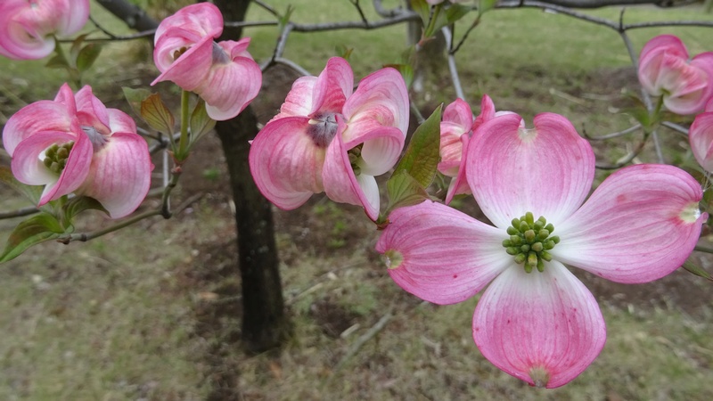 ハナミズキの花 川崎市幸区創造のもり